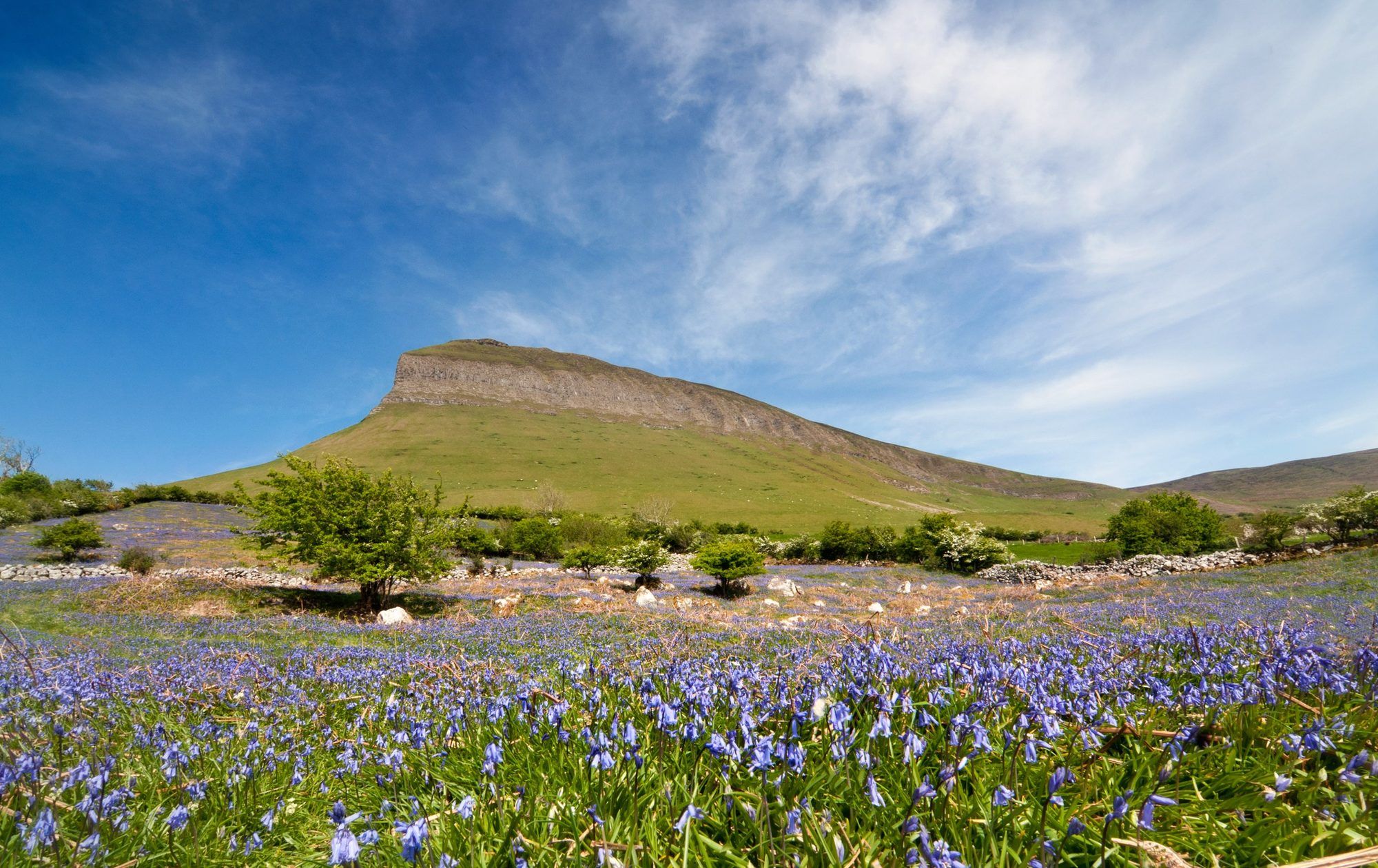 Ben Bulben mountain above a field of bluebells in spring