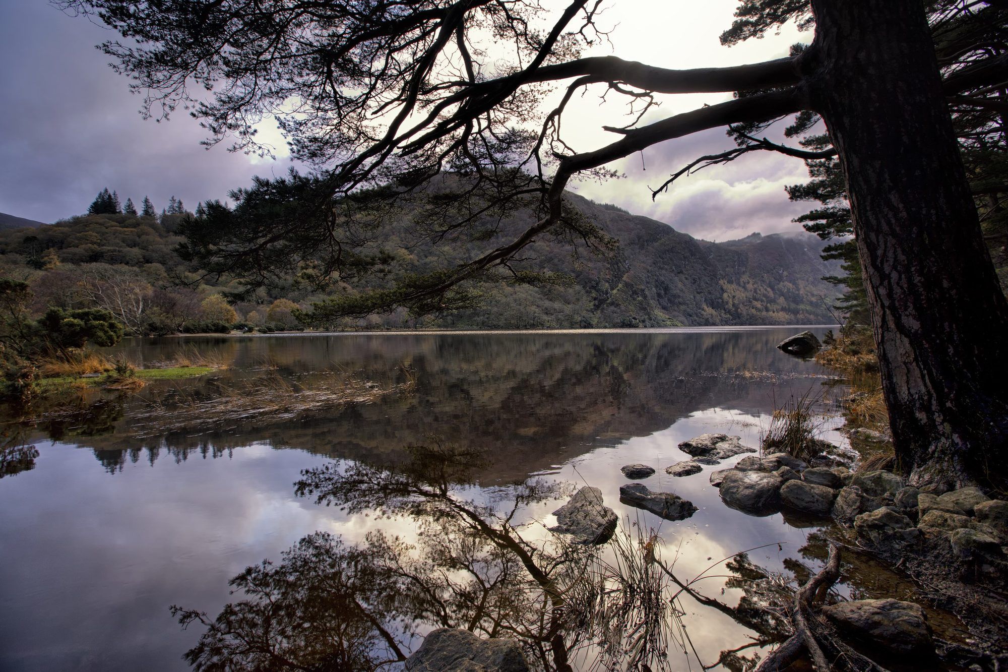 The Upper Lake at Glendalough framed by a Scots pine, mountains reflected in still water